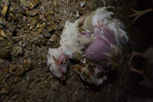 Broiler (meat) chickens approx 7 weeks - Captured at Unknown broiler farm, Port Wakefield SA Australia.