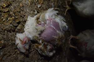 Broiler (meat) chickens approx 7 weeks - Captured at Unknown broiler farm, Port Wakefield SA Australia.