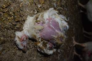 Broiler (meat) chickens approx 7 weeks - Captured at Unknown broiler farm, Port Wakefield SA Australia.