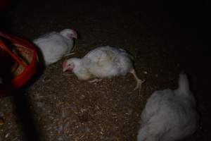 Broiler (meat) chickens approx 7 weeks - Captured at Unknown broiler farm, Port Wakefield SA Australia.