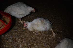 Broiler (meat) chickens approx 7 weeks - Captured at Unknown broiler farm, Port Wakefield SA Australia.