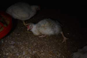 Broiler (meat) chickens approx 7 weeks - Captured at Unknown broiler farm, Port Wakefield SA Australia.