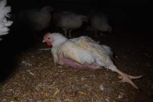 Broiler (meat) chickens approx 7 weeks - Captured at Unknown broiler farm, Port Wakefield SA Australia.