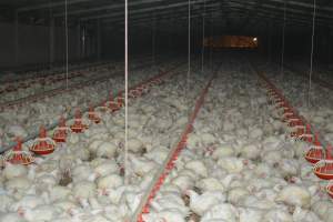 Broiler (meat) chickens approx 7 weeks - Captured at Orland Poultry, Tailem Bend SA Australia.