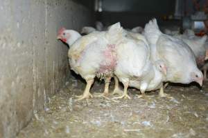 Broiler (meat) chickens approx 7 weeks - Captured at Orland Poultry, Tailem Bend SA Australia.