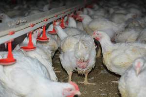 Broiler (meat) chickens approx 7 weeks - Captured at Orland Poultry, Tailem Bend SA Australia.