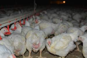 Broiler (meat) chickens approx 7 weeks - Captured at Orland Poultry, Tailem Bend SA Australia.