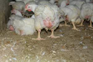 Broiler (meat) chickens approx 7 weeks - Captured at Orland Poultry, Tailem Bend SA Australia.