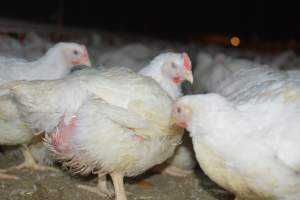 Broiler (meat) chickens approx 7 weeks - Captured at Orland Poultry, Tailem Bend SA Australia.