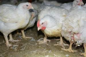 Broiler (meat) chickens approx 7 weeks - Captured at Orland Poultry, Tailem Bend SA Australia.