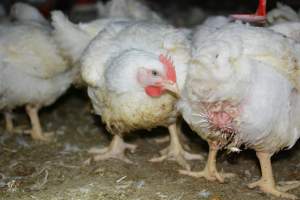 Broiler (meat) chickens approx 7 weeks - Captured at Orland Poultry, Tailem Bend SA Australia.