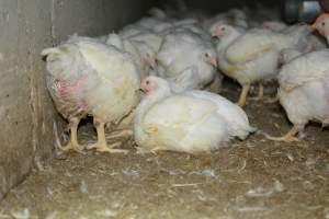 Broiler (meat) chickens approx 7 weeks - Captured at Orland Poultry, Tailem Bend SA Australia.