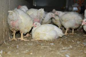 Broiler (meat) chickens approx 7 weeks - Captured at Orland Poultry, Tailem Bend SA Australia.