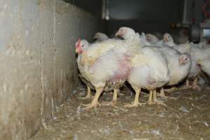 Broiler (meat) chickens approx 7 weeks - Captured at Orland Poultry, Tailem Bend SA Australia.