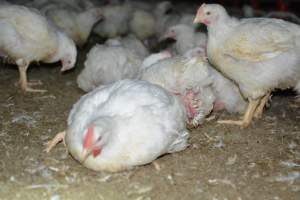 Broiler (meat) chickens approx 7 weeks - Captured at Orland Poultry, Tailem Bend SA Australia.