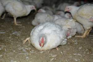 Broiler (meat) chickens approx 7 weeks - Captured at Orland Poultry, Tailem Bend SA Australia.
