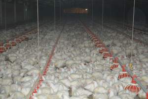 Broiler (meat) chickens approx 7 weeks - Captured at Orland Poultry, Tailem Bend SA Australia.