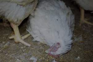 Broiler (meat) chickens approx 7 weeks - Captured at Orland Poultry, Tailem Bend SA Australia.