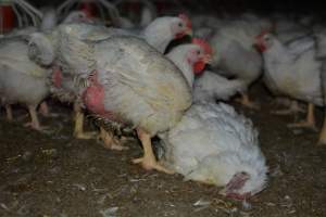 Broiler (meat) chickens approx 7 weeks - Captured at Orland Poultry, Tailem Bend SA Australia.