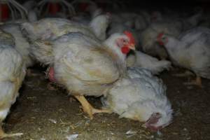 Broiler (meat) chickens approx 7 weeks - Captured at Orland Poultry, Tailem Bend SA Australia.