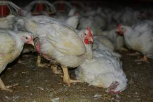 Broiler (meat) chickens approx 7 weeks - Captured at Orland Poultry, Tailem Bend SA Australia.