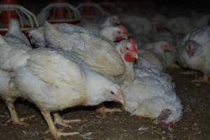 Broiler (meat) chickens approx 7 weeks - Captured at Orland Poultry, Tailem Bend SA Australia.