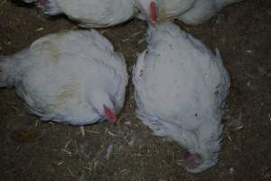 Broiler (meat) chickens approx 7 weeks - Captured at Orland Poultry, Tailem Bend SA Australia.