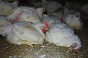 Broiler (meat) chickens approx 7 weeks - Captured at Orland Poultry, Tailem Bend SA Australia.