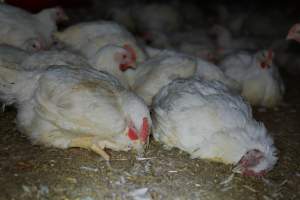 Broiler (meat) chickens approx 7 weeks - Captured at Orland Poultry, Tailem Bend SA Australia.