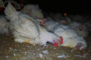 Broiler (meat) chickens approx 7 weeks - Captured at Orland Poultry, Tailem Bend SA Australia.