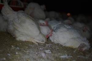 Broiler (meat) chickens approx 7 weeks - Captured at Orland Poultry, Tailem Bend SA Australia.