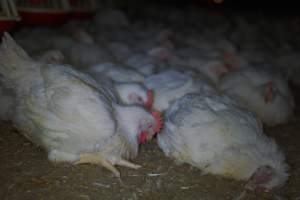 Broiler (meat) chickens approx 7 weeks - Captured at Orland Poultry, Tailem Bend SA Australia.