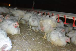 Broiler (meat) chickens approx 7 weeks - Captured at Orland Poultry, Tailem Bend SA Australia.