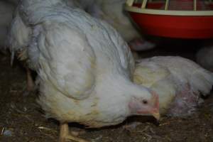 Broiler (meat) chickens approx 7 weeks - Captured at Orland Poultry, Tailem Bend SA Australia.