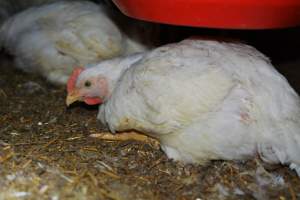 Broiler (meat) chickens approx 7 weeks - Captured at Orland Poultry, Tailem Bend SA Australia.