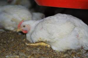 Broiler (meat) chickens approx 7 weeks - Captured at Orland Poultry, Tailem Bend SA Australia.