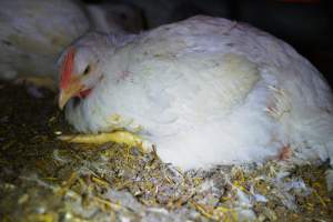 Broiler (meat) chickens approx 7 weeks - Captured at Orland Poultry, Tailem Bend SA Australia.