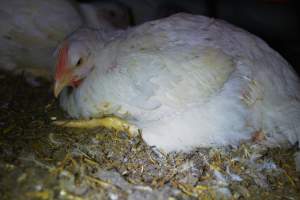 Broiler (meat) chickens approx 7 weeks - Captured at Orland Poultry, Tailem Bend SA Australia.