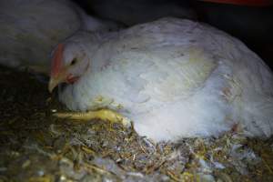 Broiler (meat) chickens approx 7 weeks - Captured at Orland Poultry, Tailem Bend SA Australia.