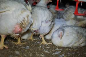 Broiler (meat) chickens approx 7 weeks - Captured at Orland Poultry, Tailem Bend SA Australia.