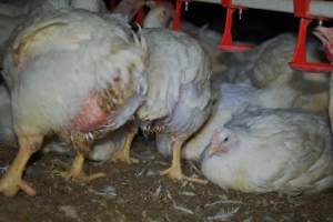 Broiler (meat) chickens approx 7 weeks - Captured at Orland Poultry, Tailem Bend SA Australia.