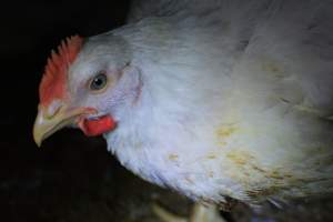 Broiler (meat) chickens approx 7 weeks - Captured at Orland Poultry, Tailem Bend SA Australia.