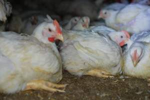 Broiler (meat) chickens approx 7 weeks - Captured at Orland Poultry, Tailem Bend SA Australia.