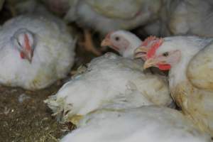 Broiler (meat) chickens approx 7 weeks - Captured at Orland Poultry, Tailem Bend SA Australia.