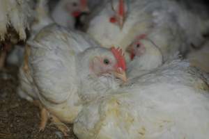 Broiler (meat) chickens approx 7 weeks - Captured at Orland Poultry, Tailem Bend SA Australia.