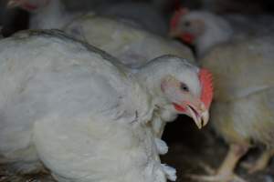 Broiler (meat) chickens approx 7 weeks - Captured at Orland Poultry, Tailem Bend SA Australia.