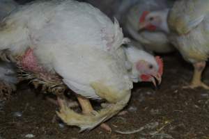 Broiler (meat) chickens approx 7 weeks - Captured at Orland Poultry, Tailem Bend SA Australia.