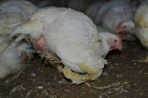 Broiler (meat) chickens approx 7 weeks - Captured at Orland Poultry, Tailem Bend SA Australia.