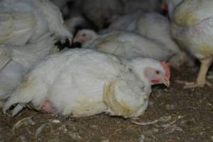 Broiler (meat) chickens approx 7 weeks - Captured at Orland Poultry, Tailem Bend SA Australia.