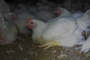 Broiler (meat) chickens approx 7 weeks - Captured at Orland Poultry, Tailem Bend SA Australia.